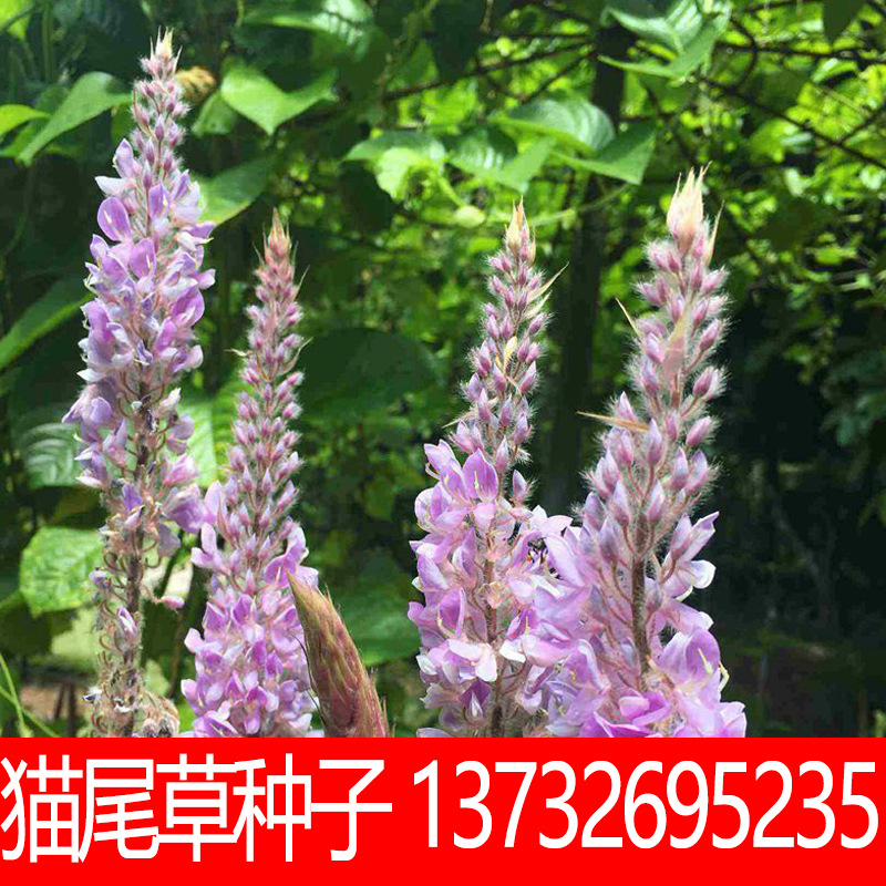 猫尾巴草种子 猫尾草种子 护坡观赏紫穗羽绒长毛兔尾狼尾草种子