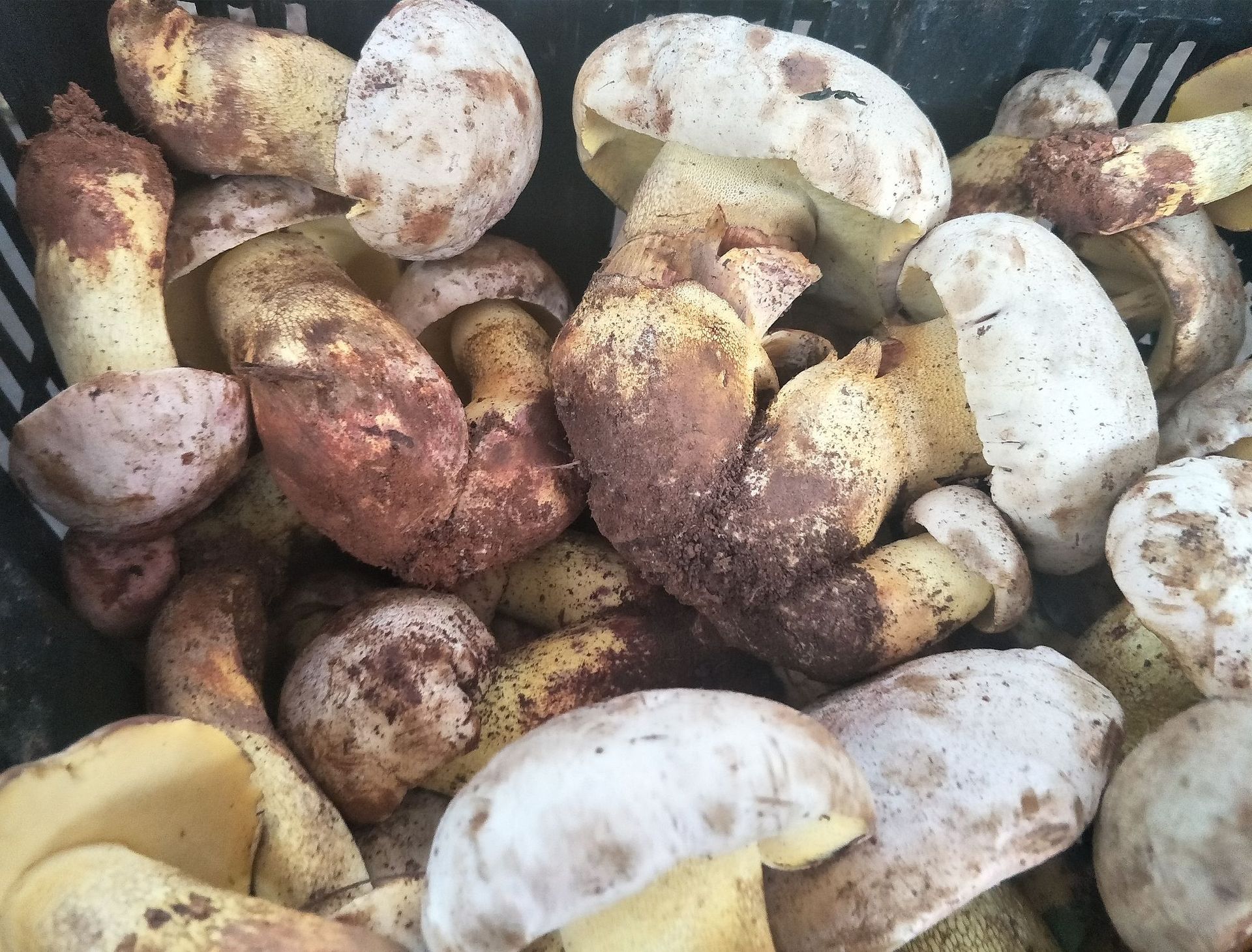 云南特产白葱菌新鲜 食用农产品 鲜白葱 黄牛肝 牛肝菌1kg包邮