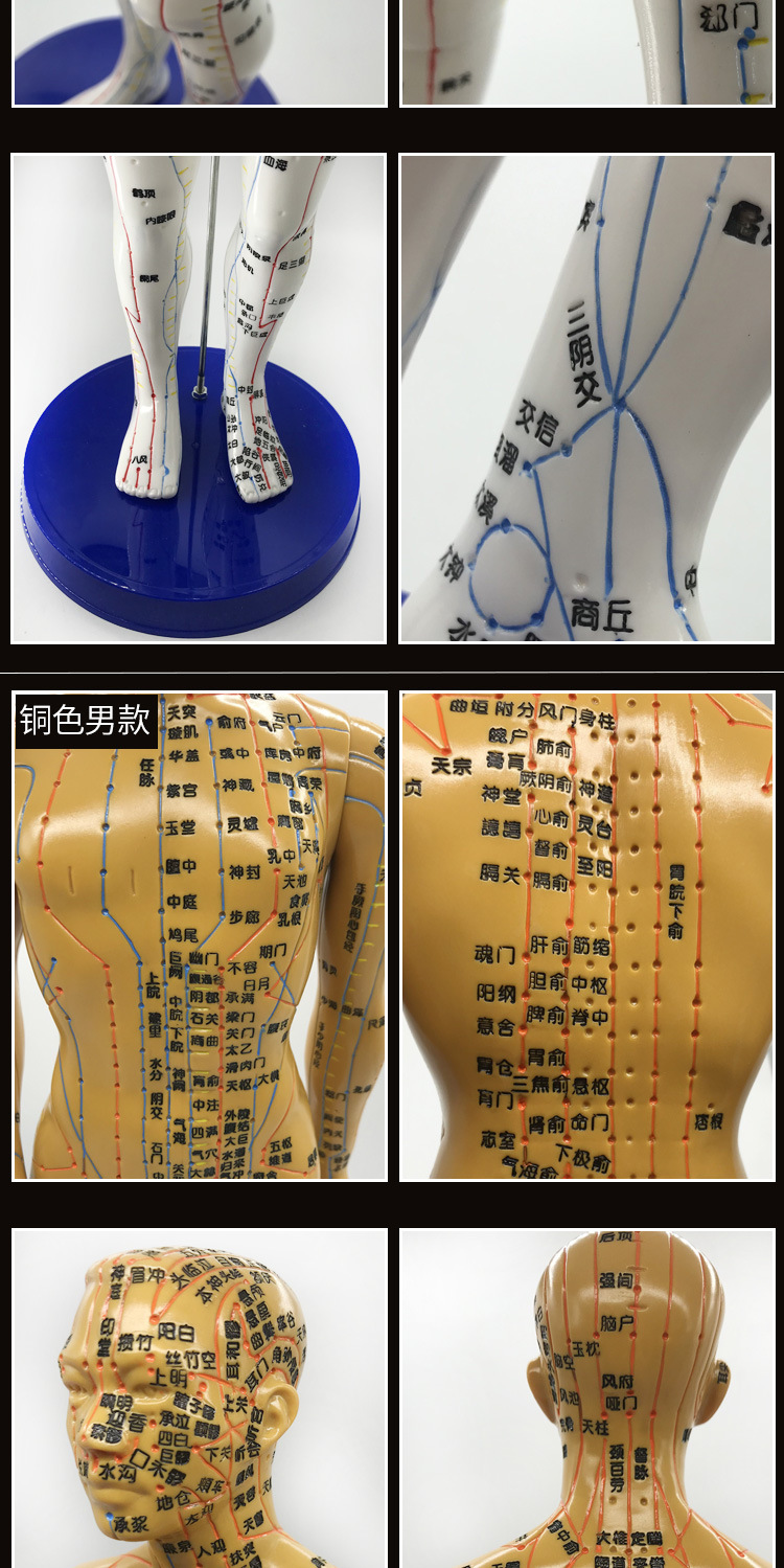 丰帆人体穴位模型 十二经络穴位人模男女针灸人中医教学小人批发