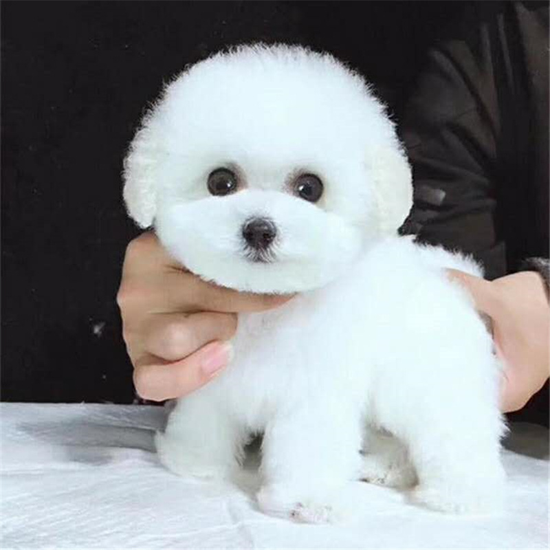 出售纯种比熊幼犬法国卷毛比熊犬迷你袖珍茶杯赛级比熊宠物犬比熊