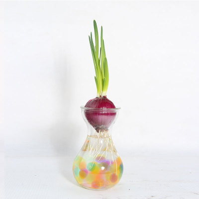 奇趣水生植物水培水养洋葱萝卜红薯大蒜蔬菜盆栽 绿萝 阳台桌面