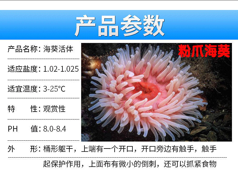 产地 山东省 货号 海葵 品种 绿色观赏葵 是否进口 否 体型 小型 颜色