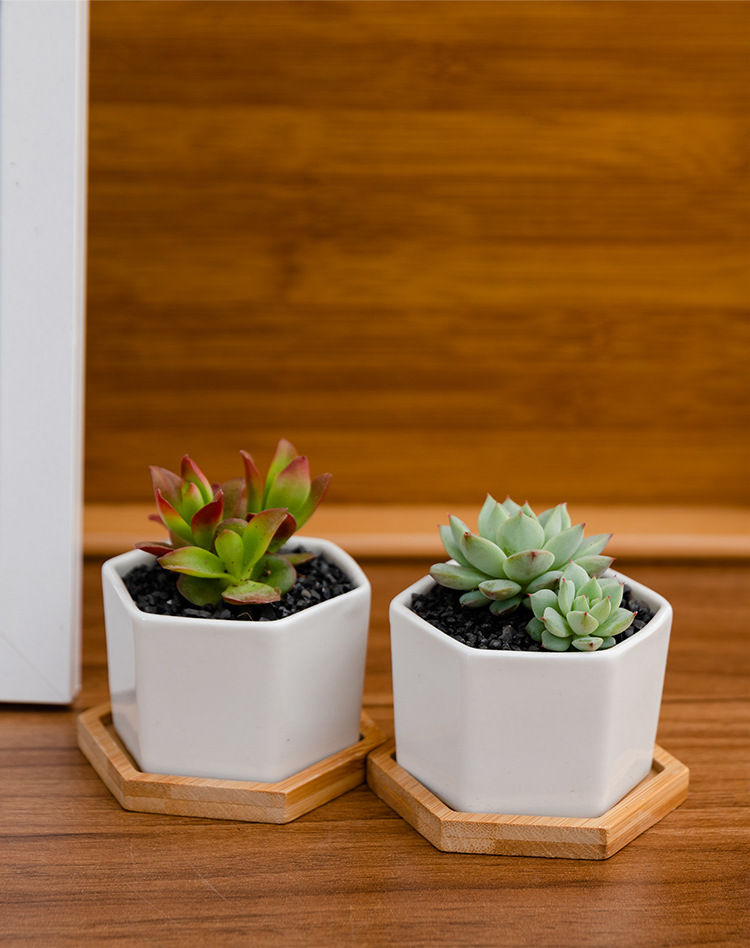 积凯陶瓷多肉花盆创意纯白桌面花盆外贸跨境亚马逊小六角托盘组合
