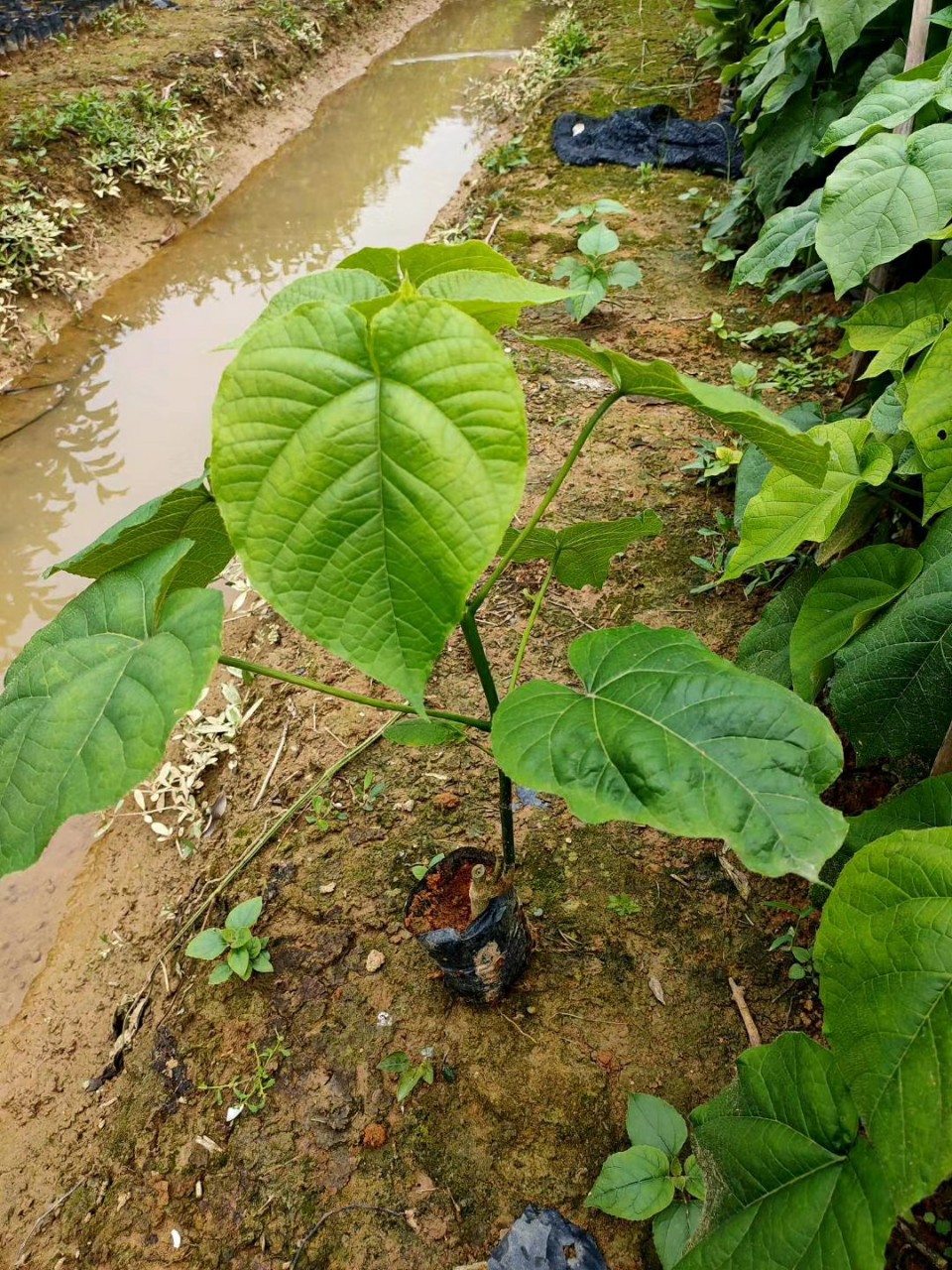 205供应 美丽桢桐 25-40cm高小苗 桢桐花 基地直销
