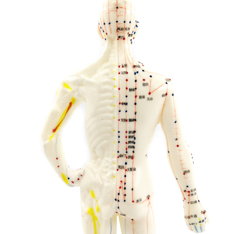 26cm经络模型人体针灸穴位模型人体模型医用针灸人体模型