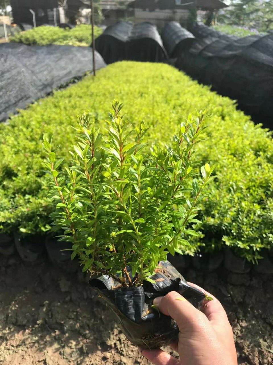 金叶萼距花满天星花期长紫花四季开花彩叶花镜
