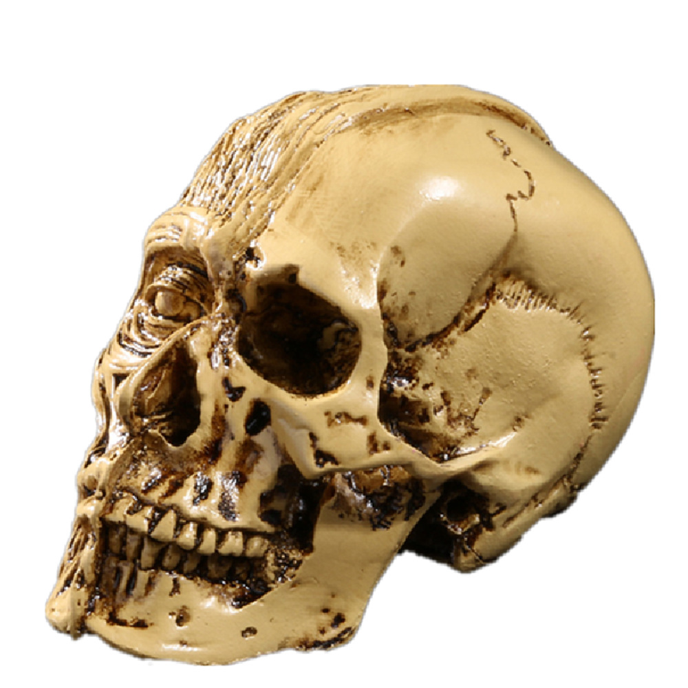美术素描树脂骷髅头高精度头骨树脂模型医用人体肌肉骨骼居家摆件