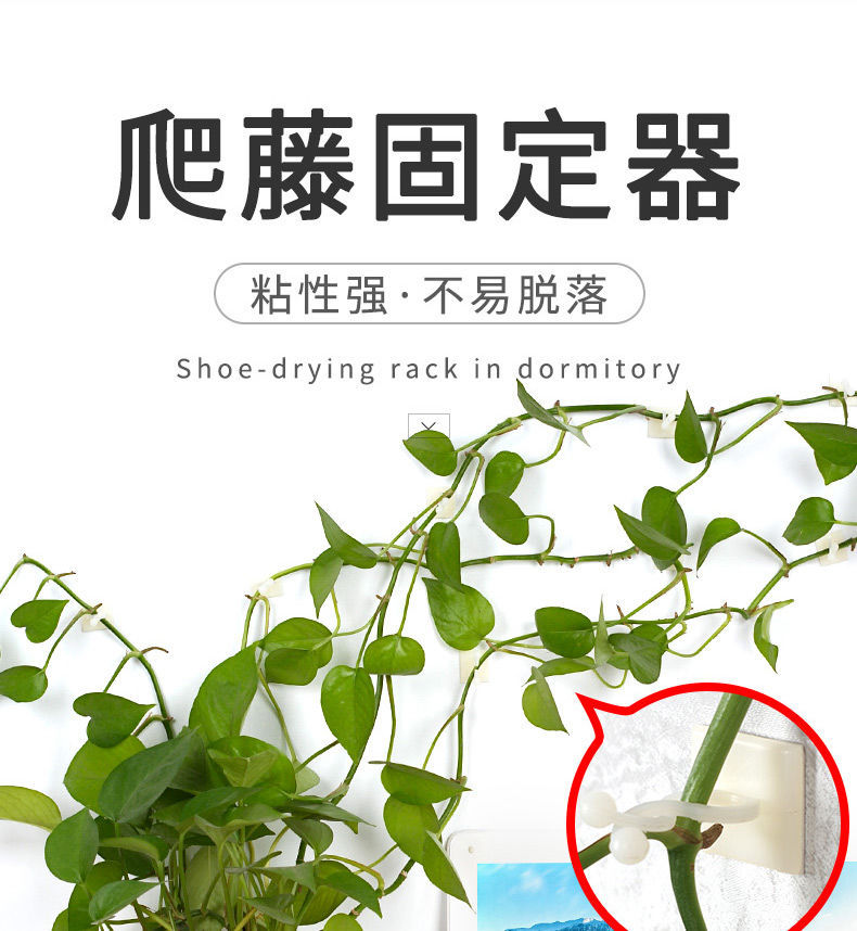 绿萝爬墙固定器自粘式挂钩藤蔓植物墙上攀爬固定室内钉架无痕神器