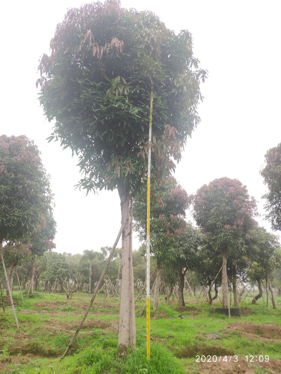 204基地供应 扁桃树 20-24cm 移栽苗 公路绿化常绿乔木 行道树