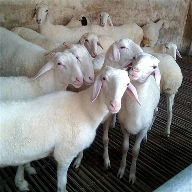 高质量小尾寒羊种公羊 赤峰小尾寒羊价格 长久牧业 常年供应