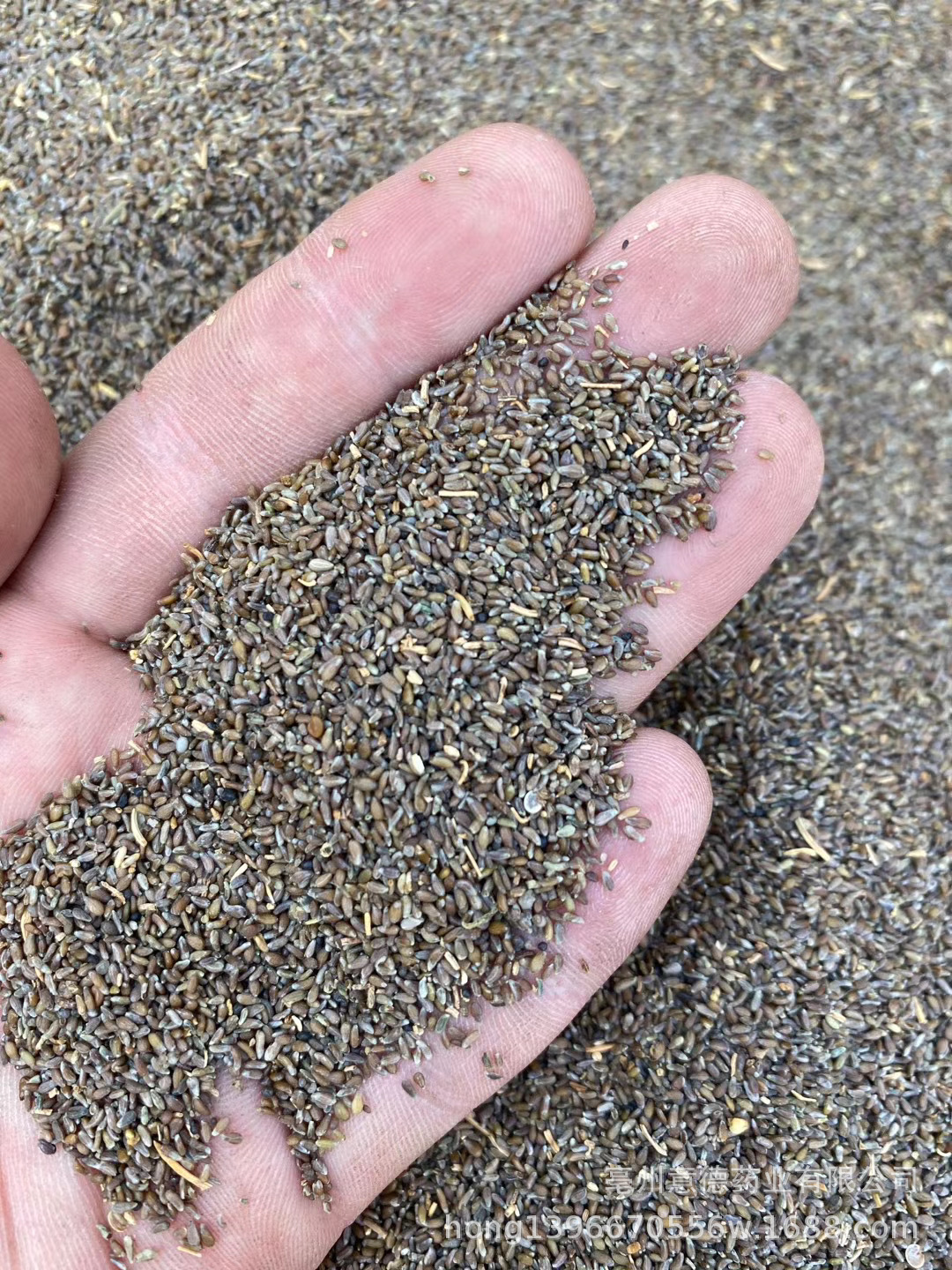 批发冷背中药材 沙蒿籽 漠蒿 薄蒿 草蒿 荒地蒿