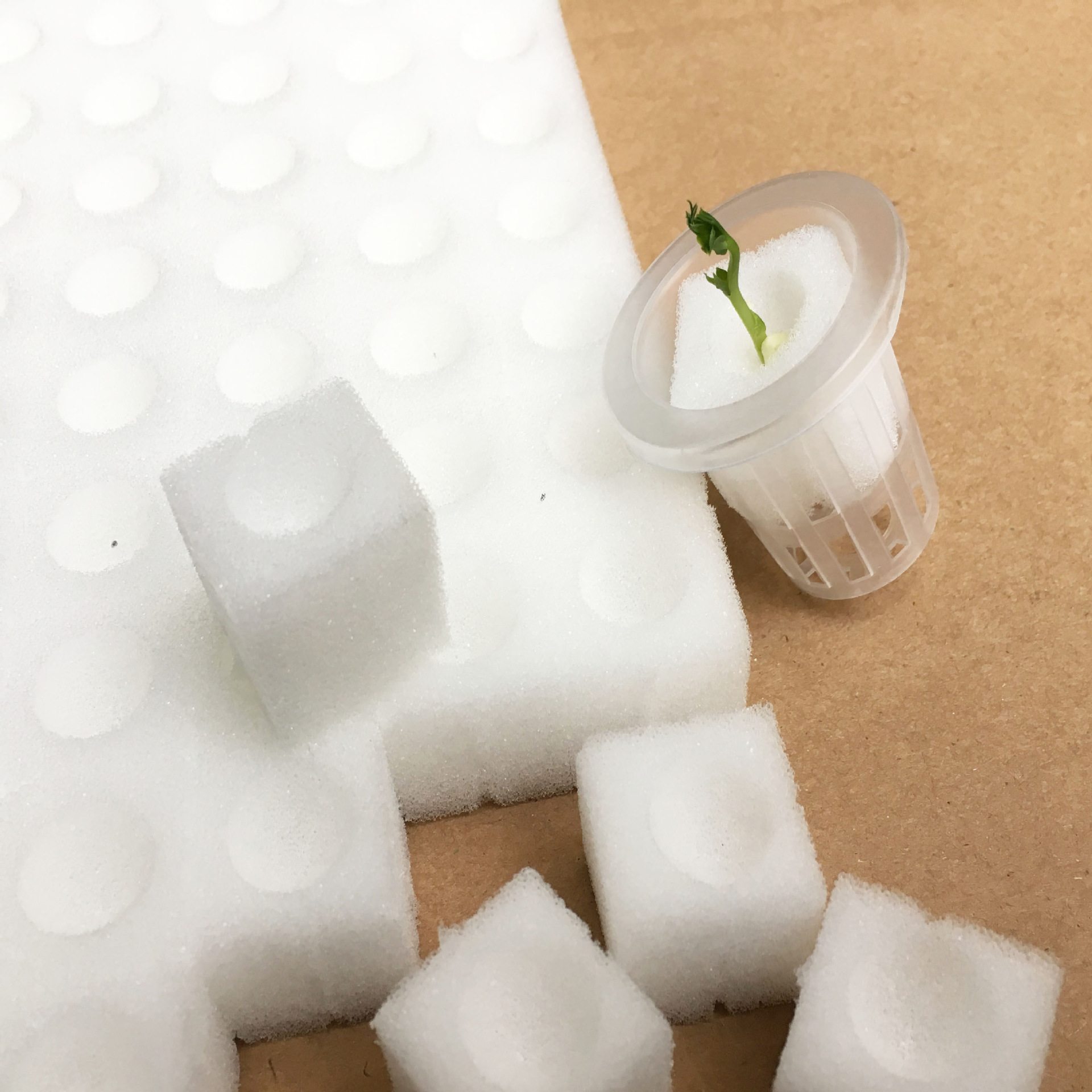 圆孔十字水培育苗海绵无土栽培蔬菜固定育苗基质定植棉种植海绵块