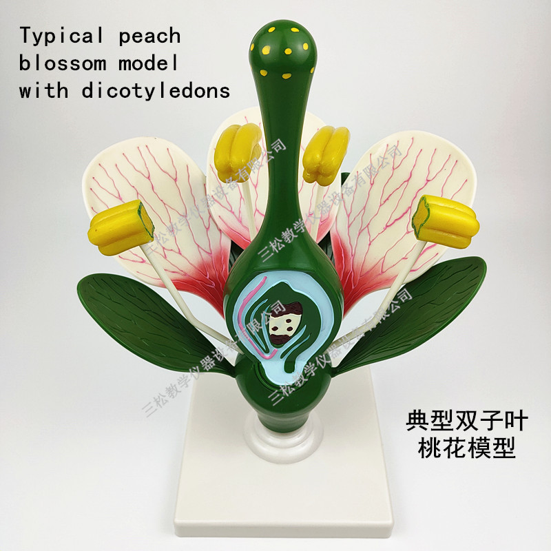 双子叶花模型典型 桃花解剖模型 生物细胞植物学花的构造教学模型
