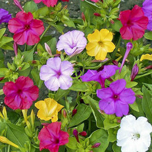 紫茉莉家庭园艺观赏花卉种子 紫茉莉花卉种子