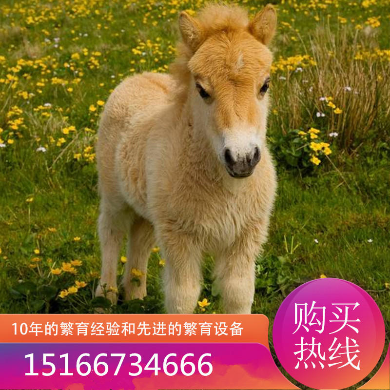迷你小矮马活体宠物马乘骑马小马驹幼马小矮马活马活幼体