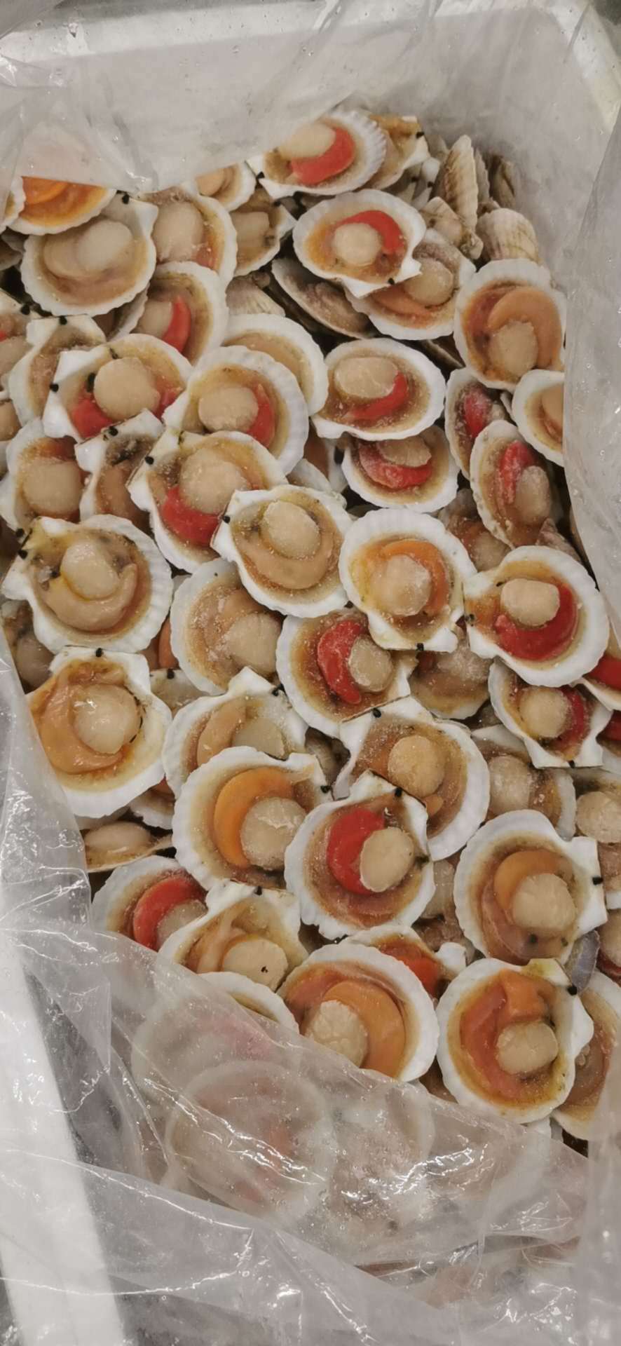 东港特产超大冷冻半壳贝冷冻半壳夏威夷贝 蒜蓉粉丝贝半壳夏贻贝