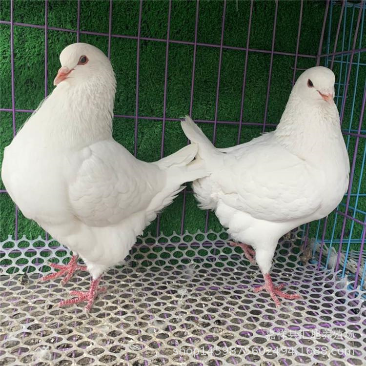 白羽王种鸽元宝鸽批发 广场鸽价格多少钱一对 成年落地王鸽养殖场