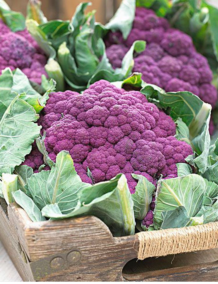 紫宝花椰菜种植 单球重1-1.5kg 抗病毒 80天左右采收 10克