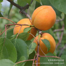 批发南北方种植杏树苗 专业销售杏子树苗 规格齐全 量大从优$