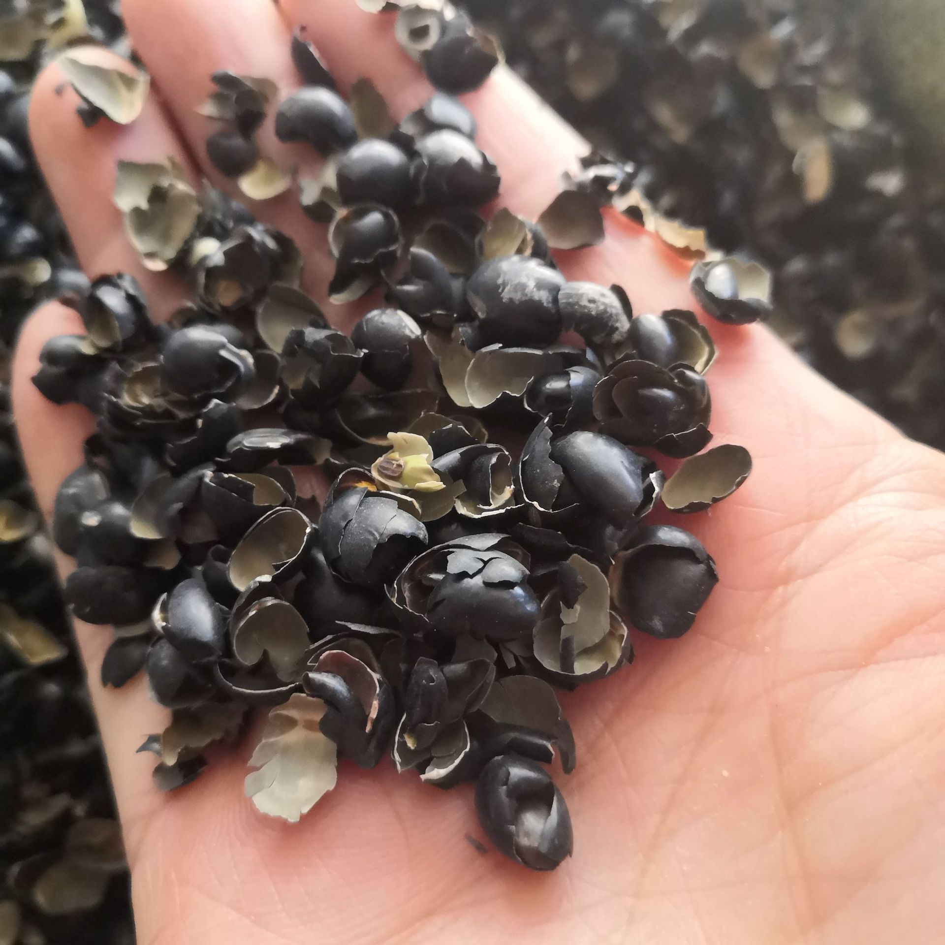中药材黑豆衣 黑豆皮 黑豆壳 乌豆衣 穞豆皮枕头 实物拍摄