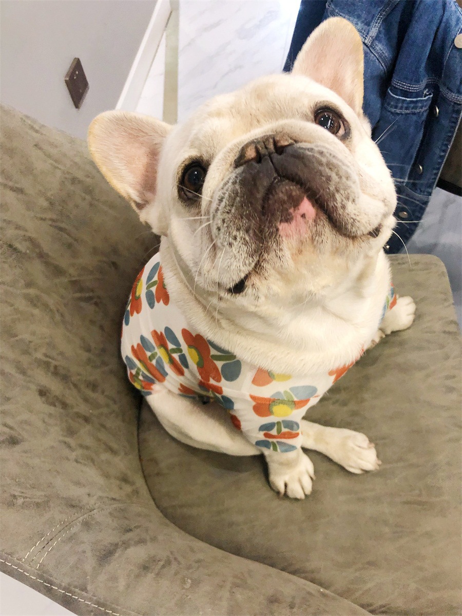 法斗柯基泰迪恶霸犬英斗胖狗春夏小花打底