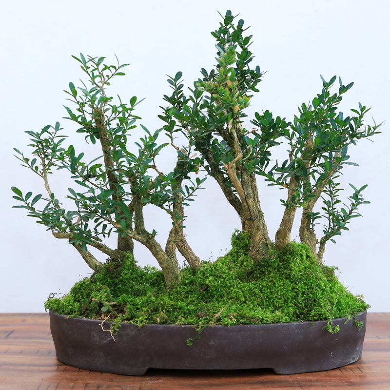 *小叶雀舌皱皮黄杨盆景精品老桩造型绿植盆栽米叶珍珠下山熟桩麒