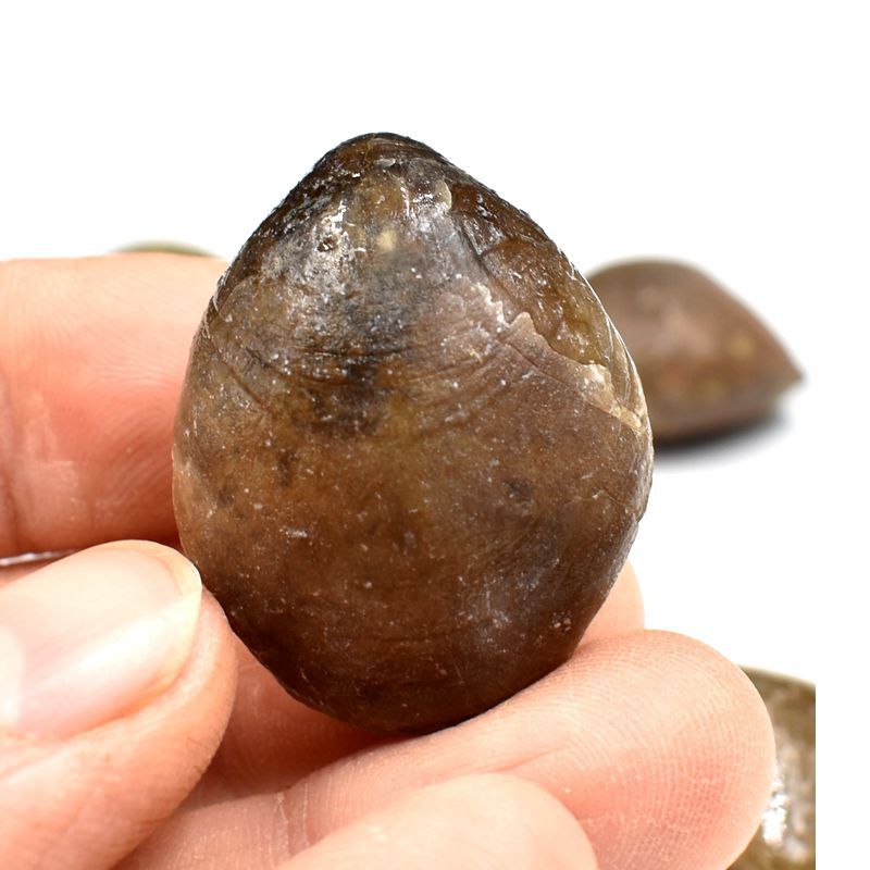 五房贝穿孔贝化石腕足动物贝壳化石志留纪古生物化石科普教学标本