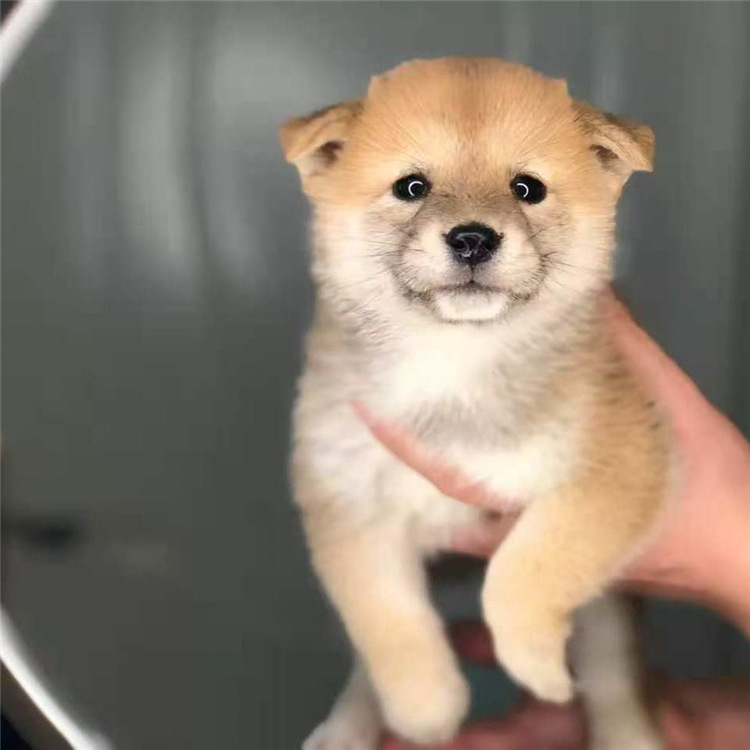 出售日本赤色柴犬精品伴侣小柴犬活体幼犬适合家养犬舍直销健康狗