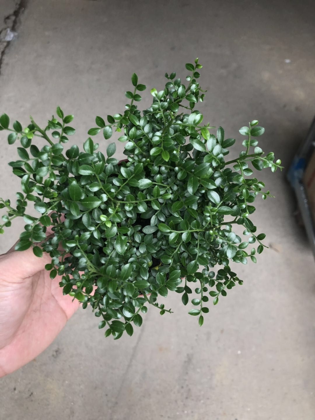 【基地直供】小叶珍珠九里香绿植盆栽室内净化空气观叶观花植物