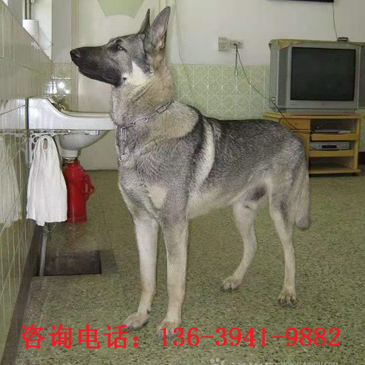 沈阳出售狼青犬中华狼青犬幼犬活体护卫犬大骨架大狼青犬全国发货