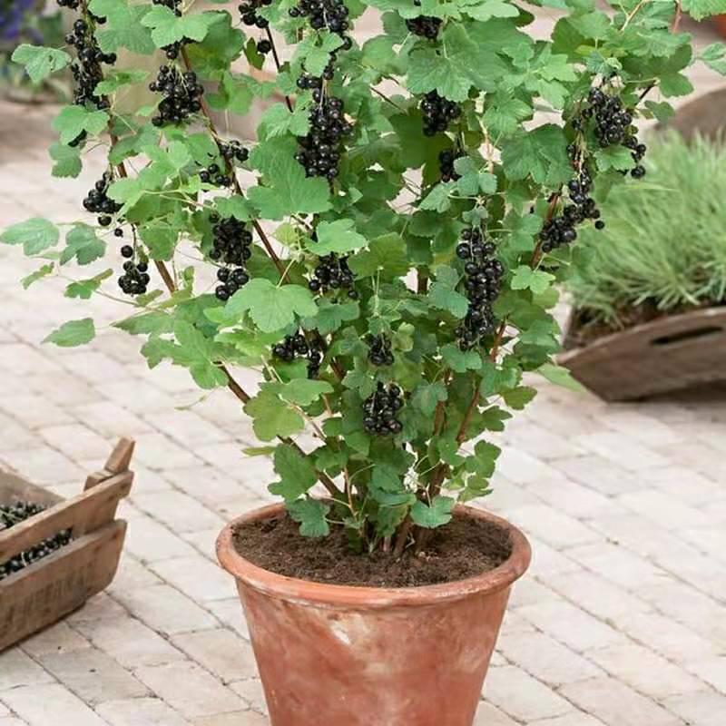 基地批发树葡萄苗树苗黑加仑树苗南北方种植红加仑葡萄苗果树苗