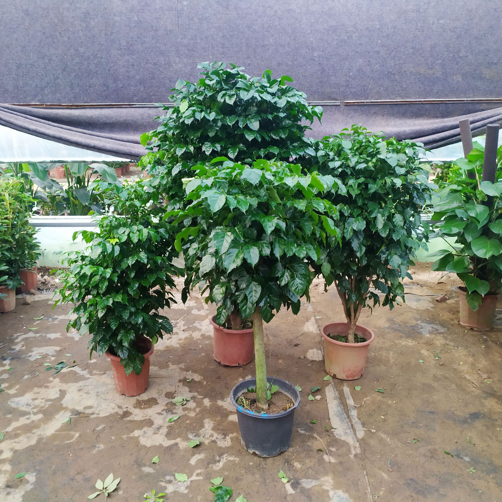 树盆栽大型绿植花卉树苗小盆栽室内客厅办公室植物盆景