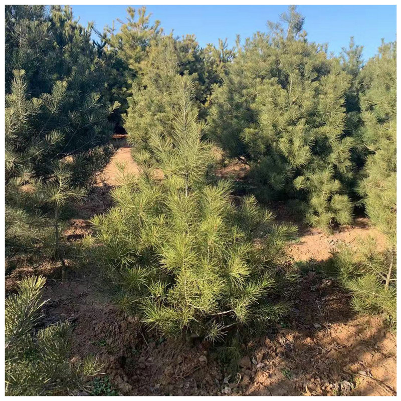 一米白皮松树基地供应 量大优惠现挖现卖白皮松树全白皮松树