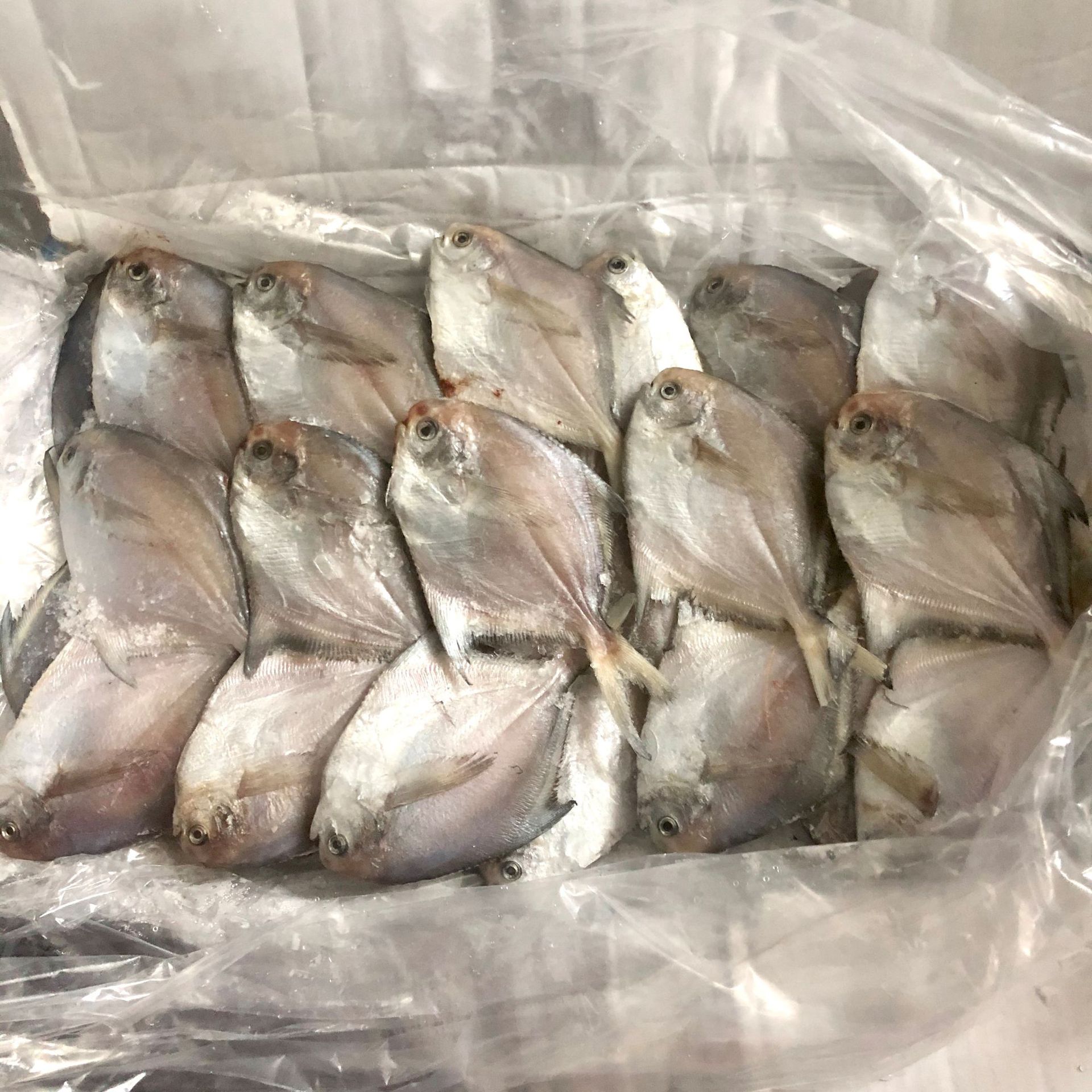 冷冻白鲳鱼 鲳鱼 野生小鲳鱼海鱼新鲜白鲳鲜活冷冻平鱼扁鱼