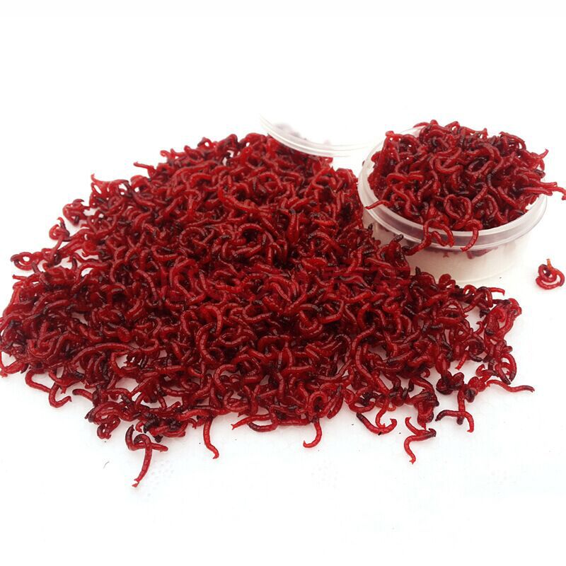 批发 优惠鲜活 钓鱼 红虫 诱饵 蚯蚓 活 鲫鱼 量大包邮包活