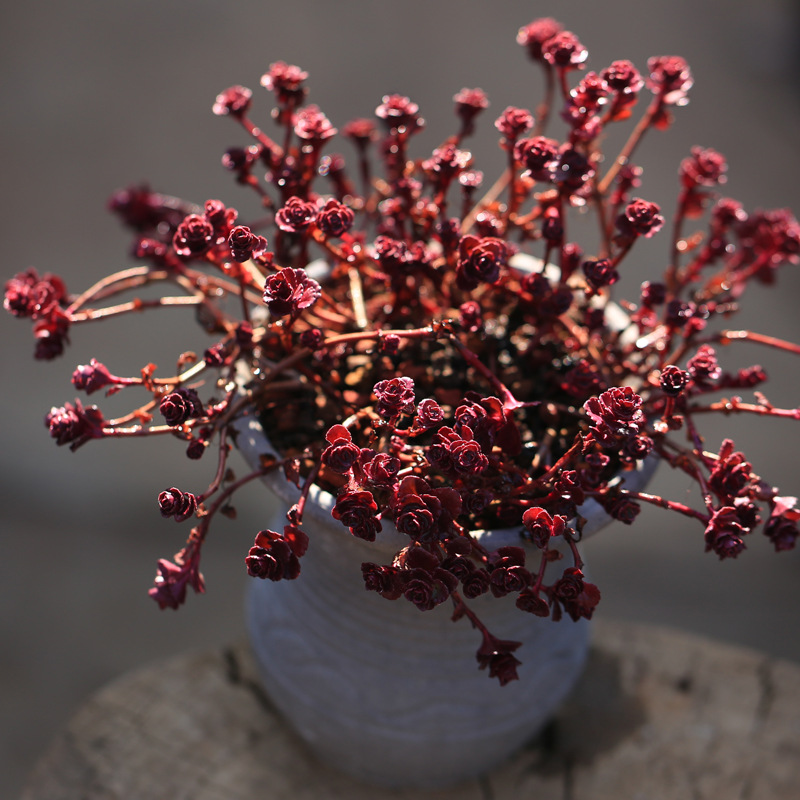 小球玫瑰多肉植物稀有品种超大老桩一物一拍罕见大株群生多头肉肉