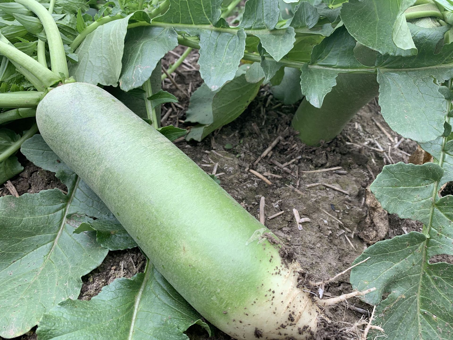 潍坊萝卜水果萝卜甜脆水果型潍县沙窝青萝卜10斤新鲜天津生吃代发