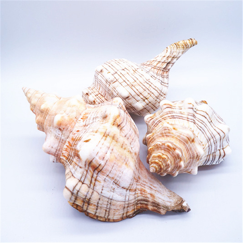 厂家大羊角螺 大赤玄螺大贝壳 创意装饰家居摆设听大海的声音