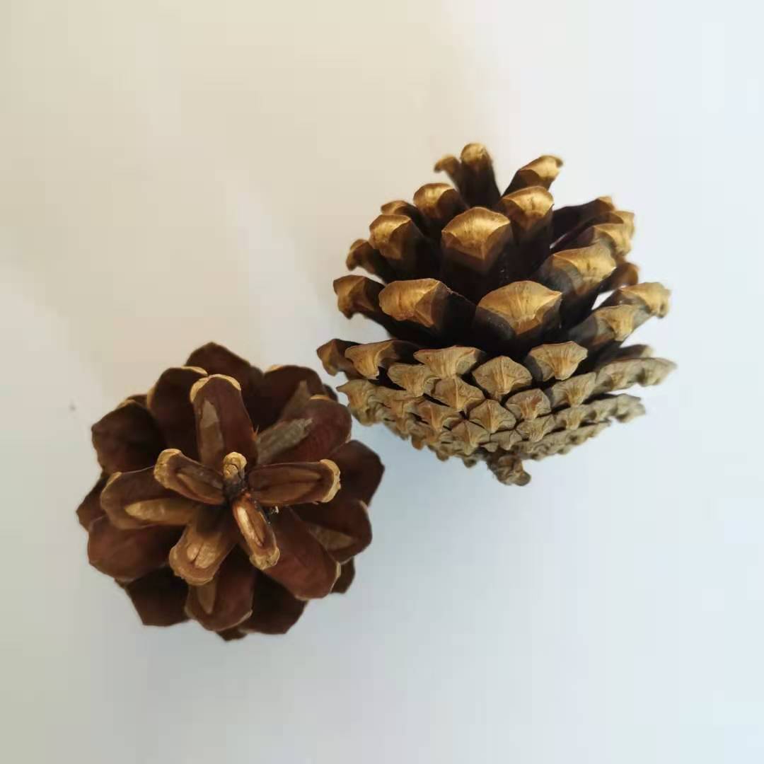 松果 1kg美人松樟子松家居摆件圣诞节饰品手工diy