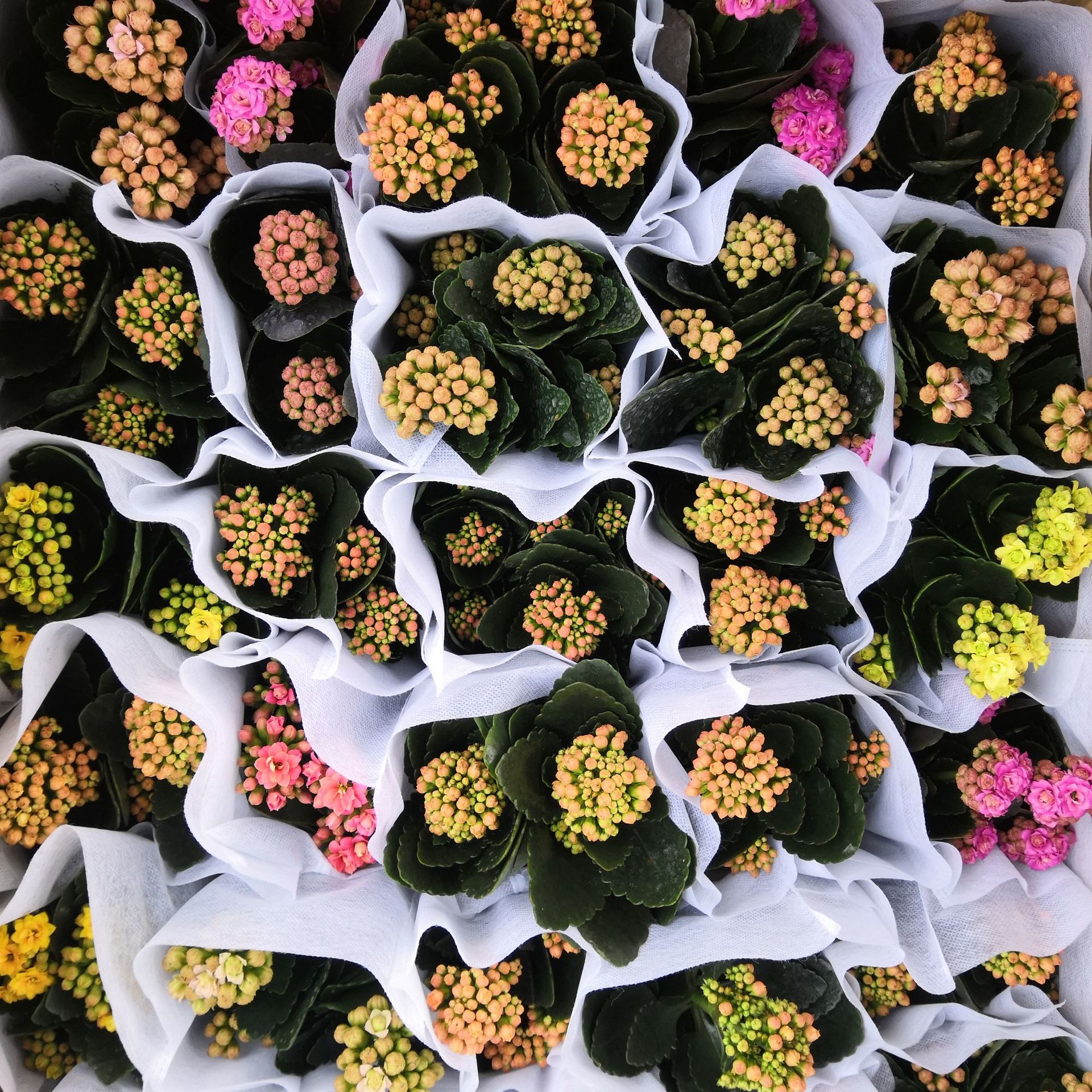 长寿花盆栽植物 基地大棚 花卉绿植多肉盆景 大量批发优惠-阿里巴巴