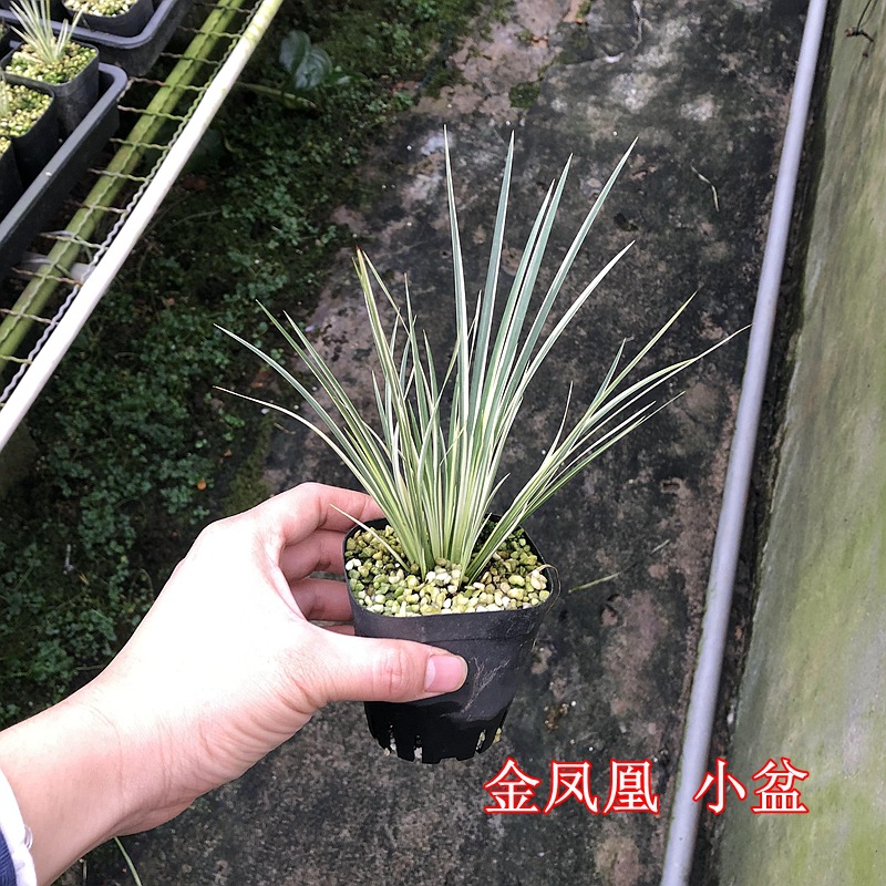 金凤凰菖蒲黄金姬室内办公室桌面绿植盆栽苔藓球苍蒲草茶桌盆栽