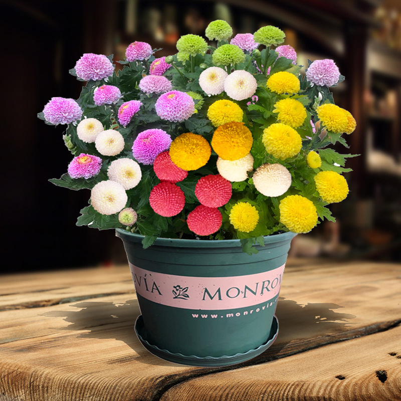 小雏菊盆栽植物花卉室内花易活四季开花阳台花草绿植好养耐寒花卉