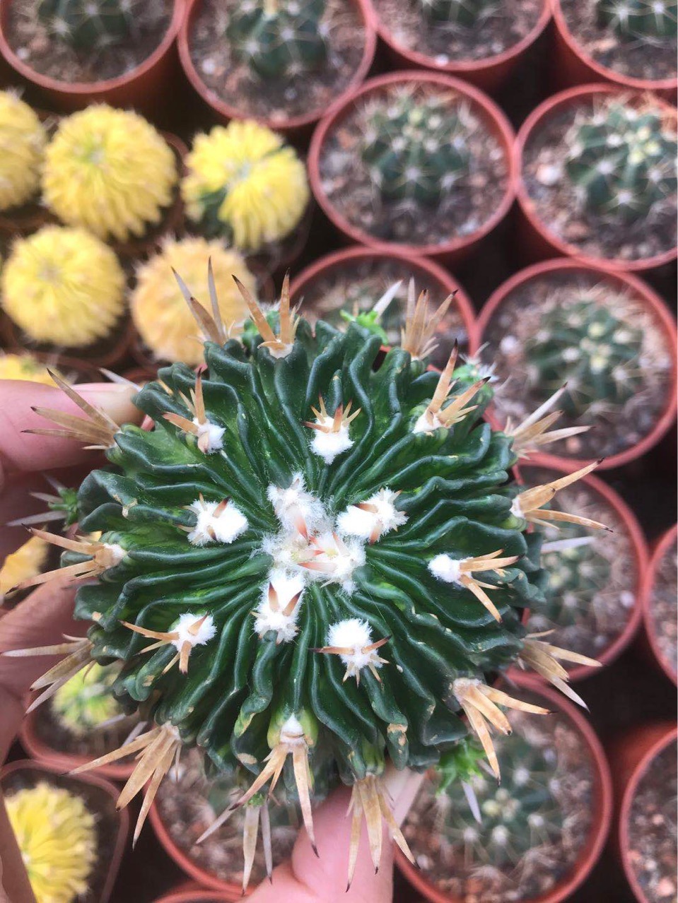 多棱玉千波万波仙人球多肉植物落地室内盆栽