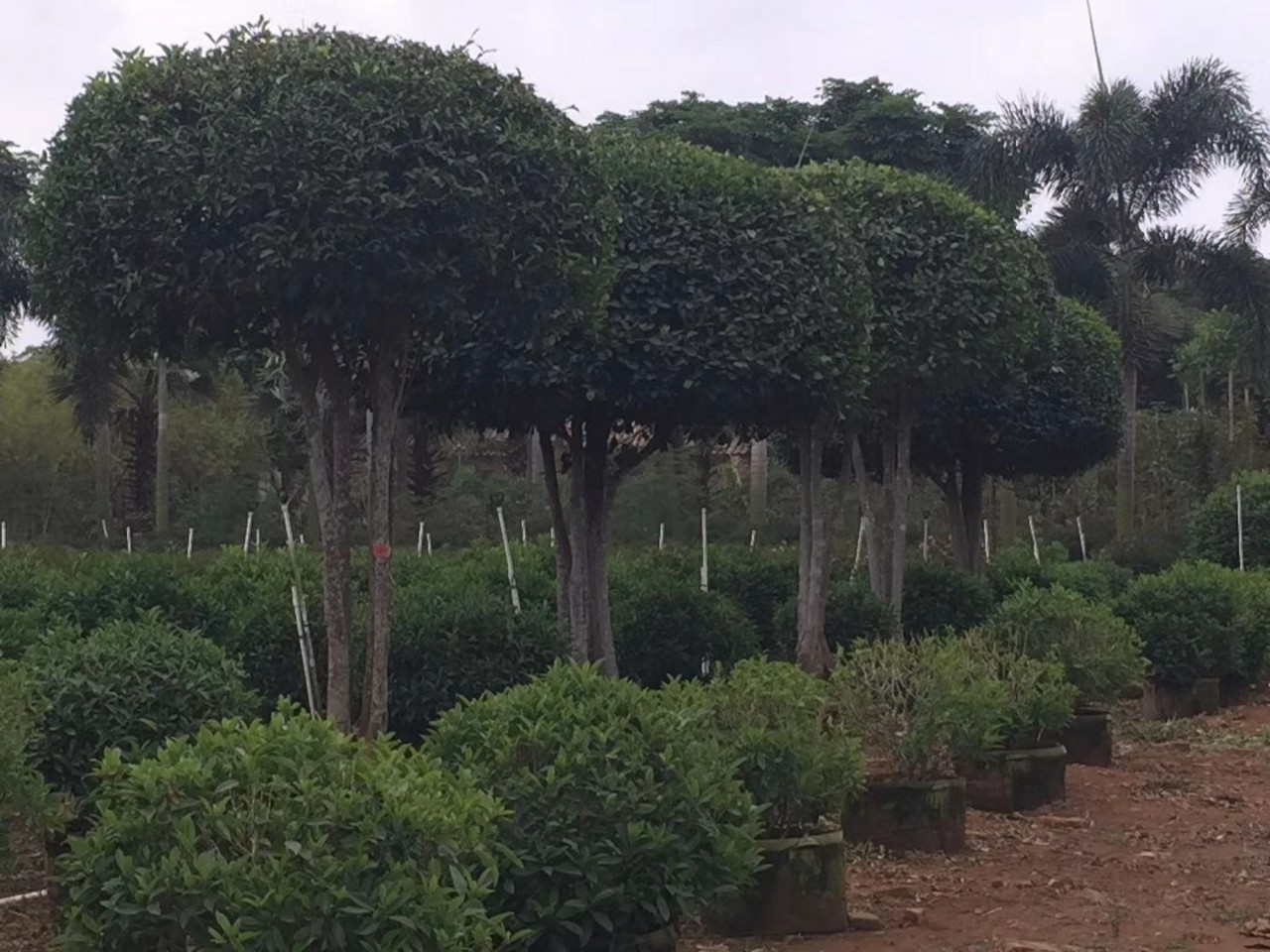206基地 供应 造型 和顺树 3-4米高 多杆 高桩球形 精品庭院树