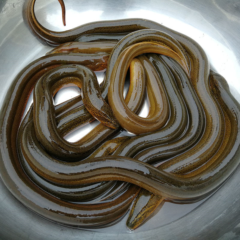 本土淡水土生黄鳝长鱼鳝鱼黄鳝丝鲜活新鲜盘鳝现杀大鲫鱼活体全国