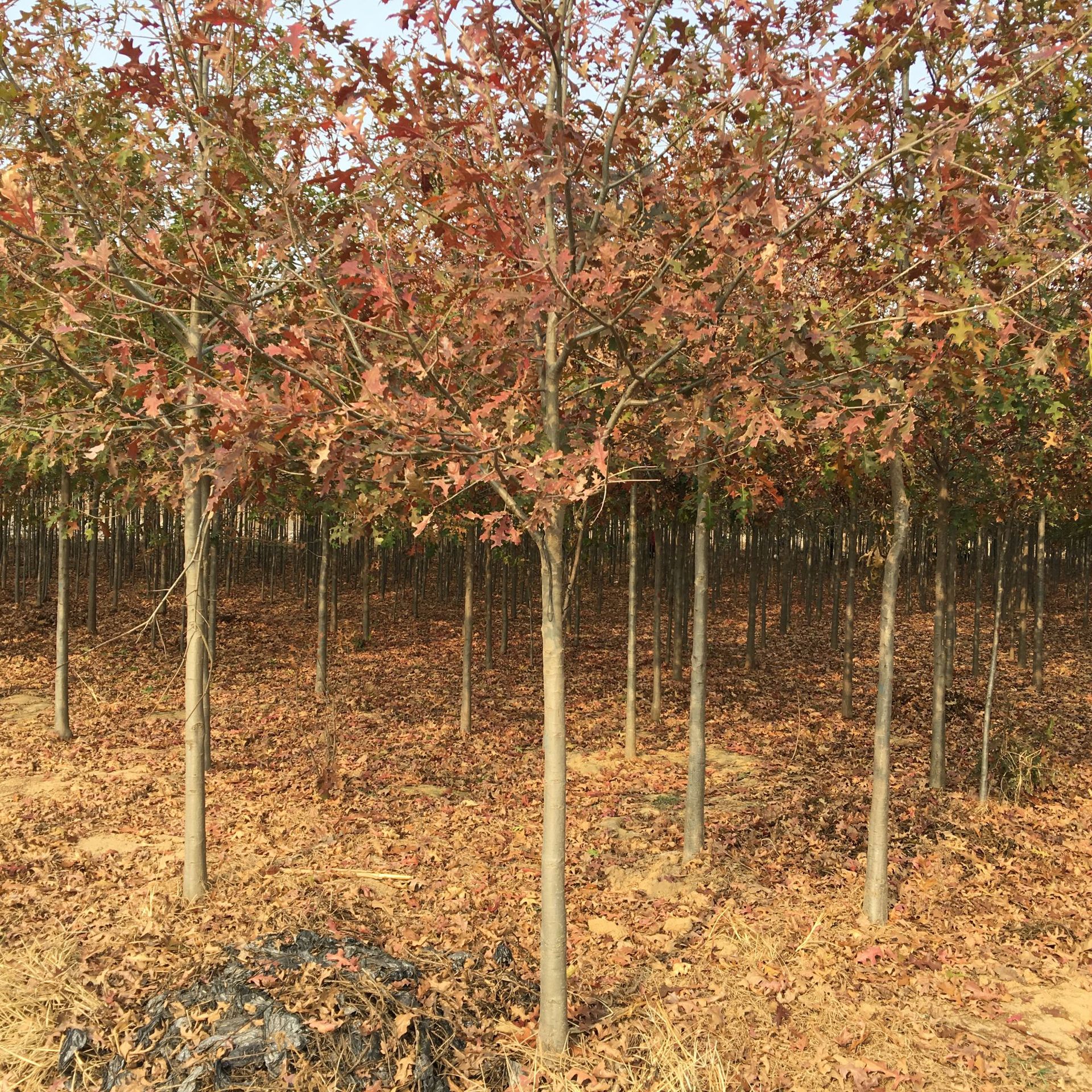 直销红橡树苗 1 2 3公分红橡苗 绿化彩叶树种 北美红橡苗