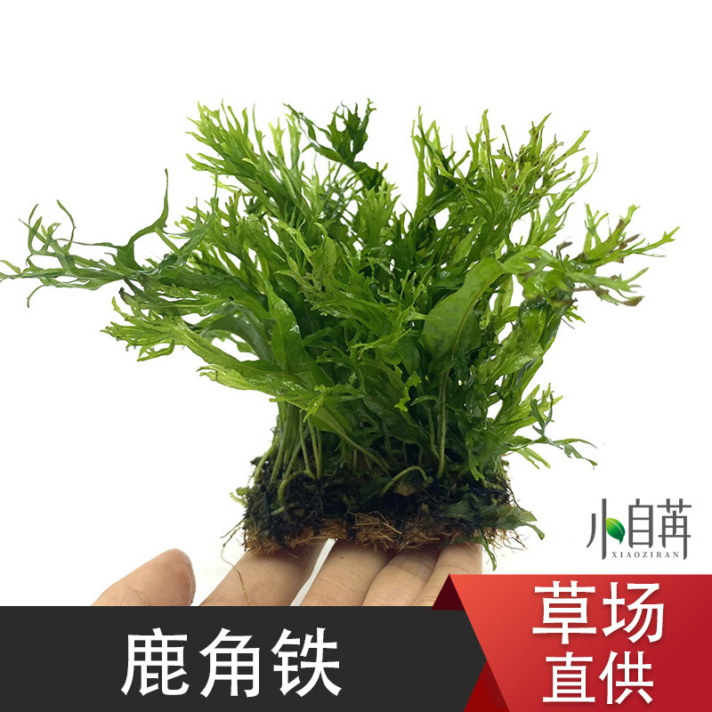 鹿角铁皇冠阴性好养鱼缸水草活体真水草批发捆绑草场直销小自苒
