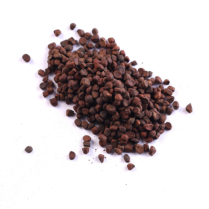 马莲种子新采马兰花种子马蔺马兰草耐旱耐涝耐盐碱适应性强花籽