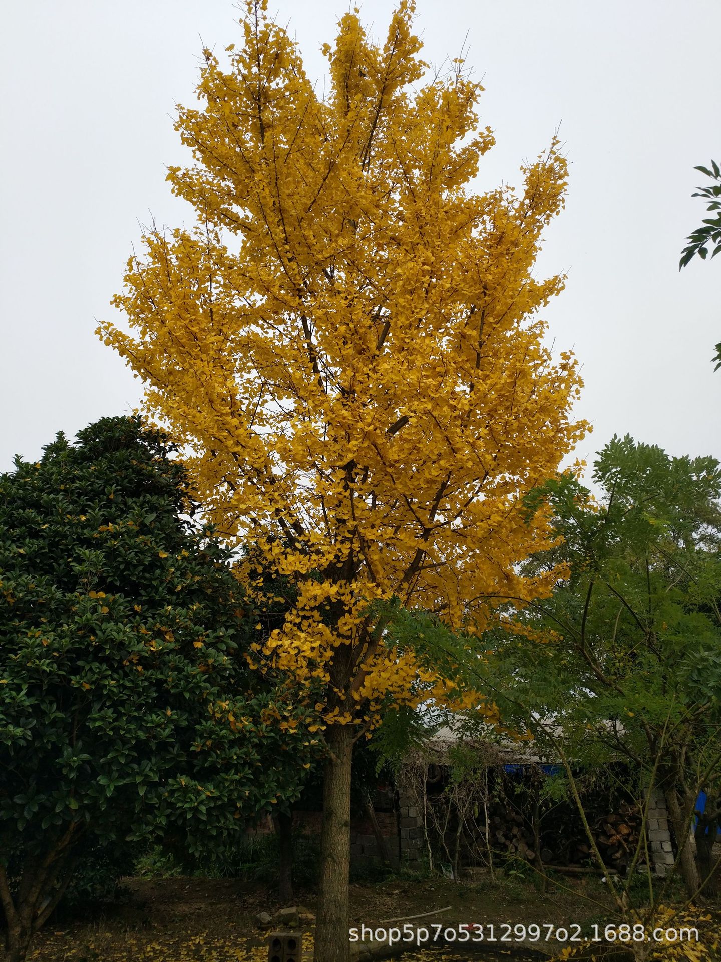 0成交0棵基地现货常年供应银杏树28-30公分,广西银杏￥3000.