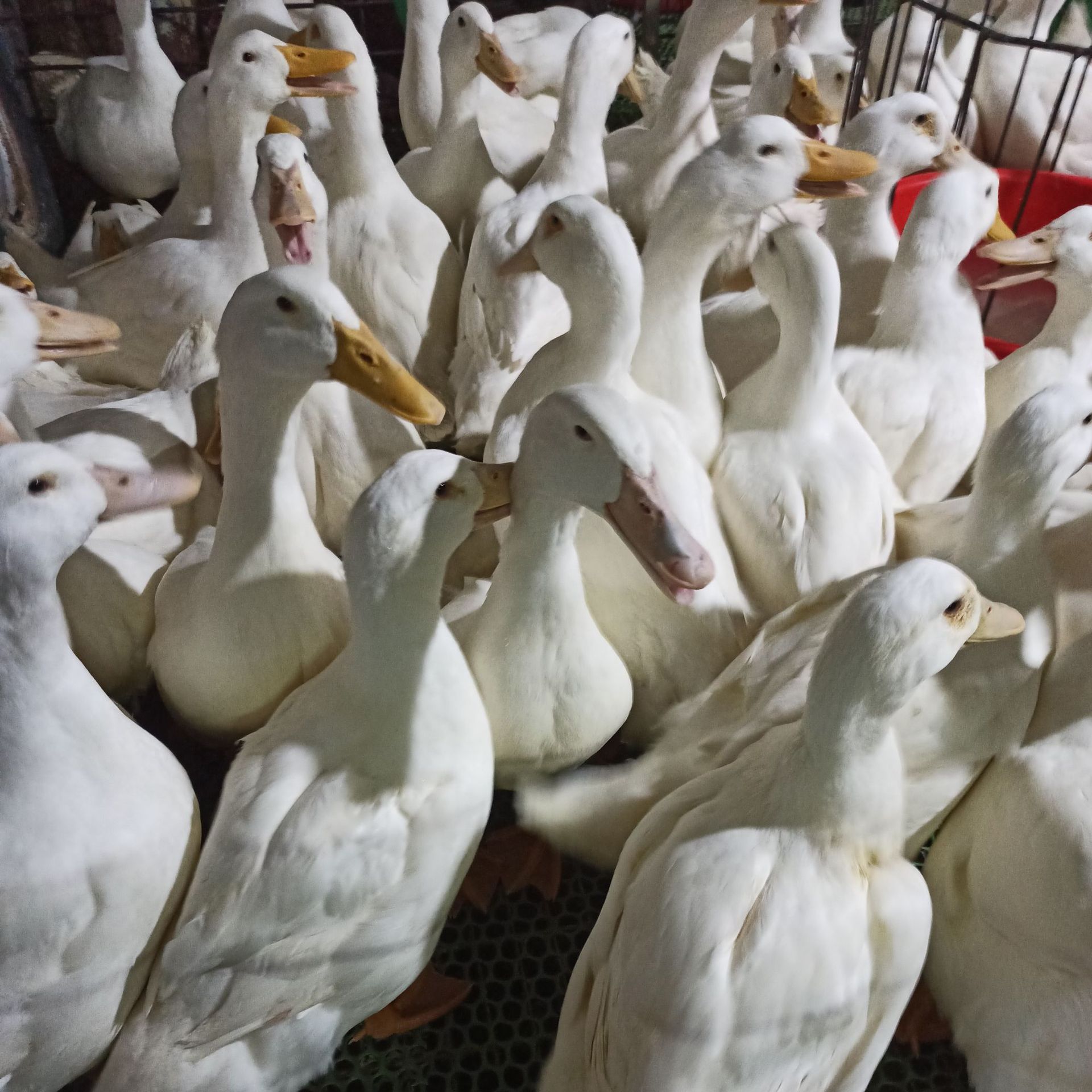 白鸭 肉鸭 烤鸭烧鸭原材料 红焖红烧白切鸭